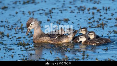 Wood Duck hen (Aix sponsa) with her ducklings., E North America, by Dominique Braud/Dembinsky Photo Assoc Stock Photo