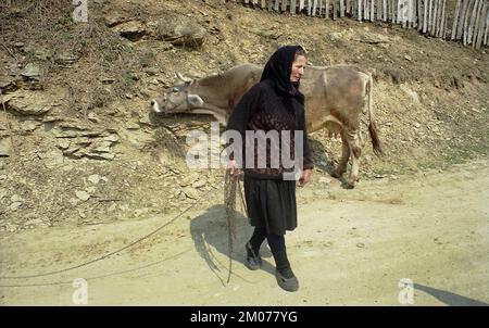 Prahova County, Romania, approx. 2000. Woman with cow on the village lane. Stock Photo