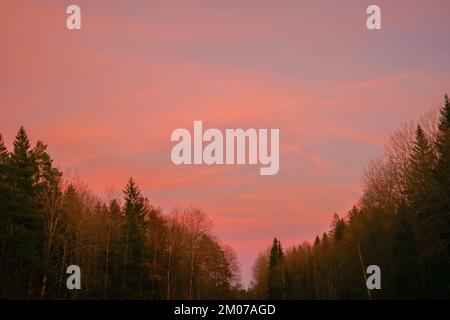 Trees in forest against sky during sunset Stock Photo