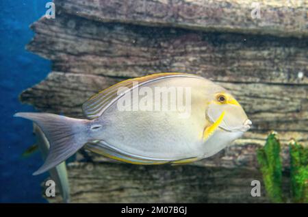 A Yellowfin Surgeon Fish Acanthurus xanthopterus Stock Photo