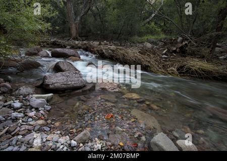 Clear creek water flows through rock, over stones, and by forested banks in Cave Creek Canyon in Southern Arizona's Chiricahua Mountains Stock Photo