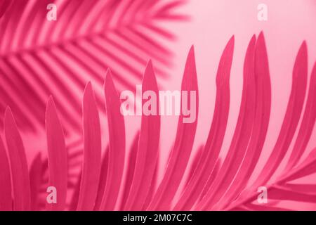 Viva Magenta toned dypsis palm leaves with shadow on background. Trendy color 2023. Stock Photo