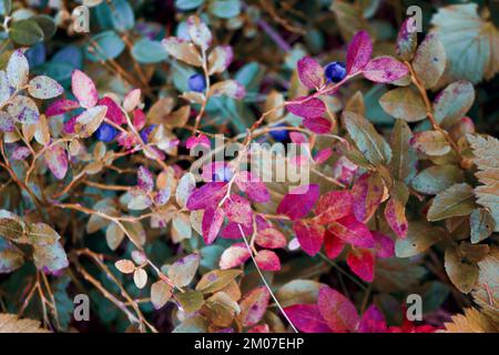 Reddening autumn thickets of blueberries. Thickets of forest blueberries in bright autumn colors close-up. Stock Photo