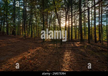 Warm light of an October setting sun, with sunlight shining through a stand of pine trees. Assabet River National Wildlife Refuge, Sudbury, MA, US Stock Photo