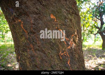 old Big tree bark  textured may be used as a background wallpaper Stock Photo