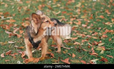 Mixed-breed multicolor dog with harness outdoor. Medium-sized pet in park. Grass green, leaves orange, Autumn day. Panorama of German Shepherd mix. Stock Photo