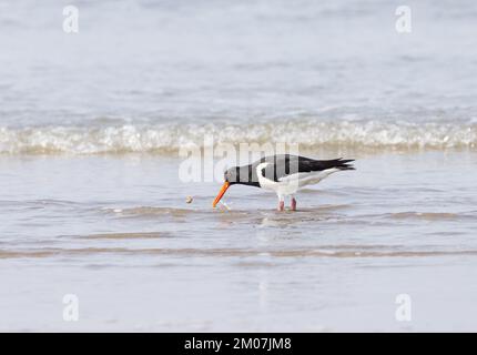 Oystercatcher [ Haematopus ostralegus ] feeding in shallow breaking wave on shoreline with reflection in water, Wales, UK Stock Photo