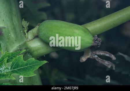 closeup of the flower bearing fruits on the papaya trunk. Stock Photo