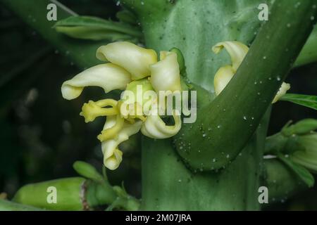 closeup of the flower bearing fruits on the papaya trunk. Stock Photo