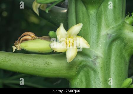 closeup of the flower bearing fruits on the papaya trunk. Stock Photo