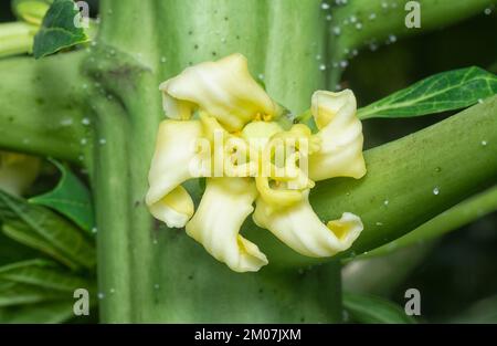 closeup of the flower bearing fruits on the papaya trunk. Stock Photo