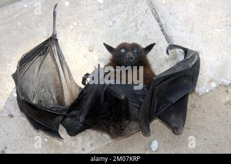 Indian flying fox (Pteropus medius, formerly Pteropus giganteus) died due to electrocution : (pix Sanjiv Shukla) Stock Photo