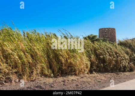 Old tower and Path surrounded by reeds and vegetation in the Playazo Beach, Rodalquilar, Almeria Stock Photo