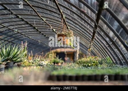 Interior greenhouse for cultivation herbs for further lab research on properties tropical fauna Stock Photo