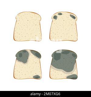 The mold on the toast bread, set isolated on white background. Stock Vector