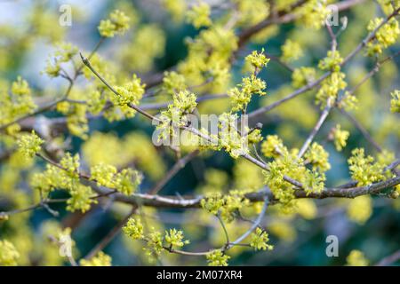 Cornus officinalis, Japanese cornelian cherry, Japanese cornel,  vigorous spreading shrub with Yellow flowers produced in in loose umbels Stock Photo