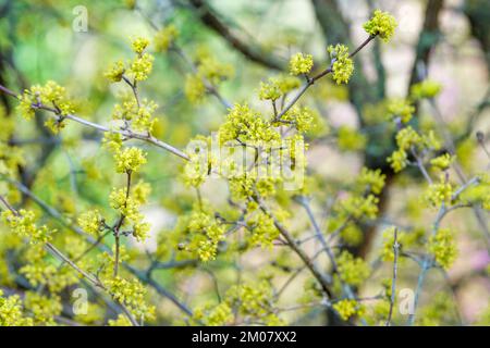 Cornus officinalis, Japanese cornelian cherry, Japanese cornel,  spreading shrub with yellow flowers in loose umbels Stock Photo