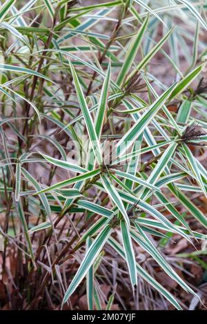 Carex phyllocephala Sparkler, Chinese Palm sedge, Fuiri Tenjiku Sparkler, Sedge Sparkler, Palm Sedge, Sedges, variegated leaves, red/black flushed ste Stock Photo