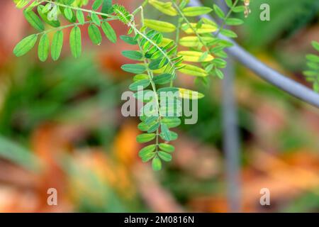Close Up Astragalus Cicer L Plant At Amsterdam The Netherlands 28-10-2022 Stock Photo