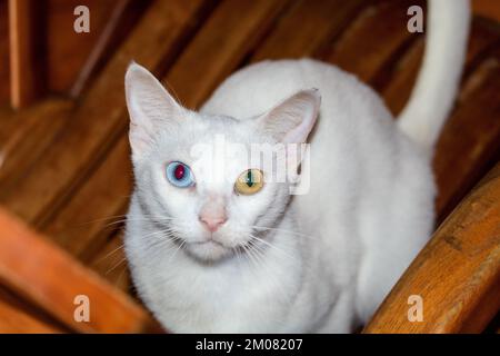 A cute fluffy Khao Mani cat looking at the camera Stock Photo