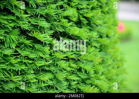 Close up on Taxus baccata, European yew hedge textured background. Yew Hedging. Pruning Yew Hedges. Stock Photo