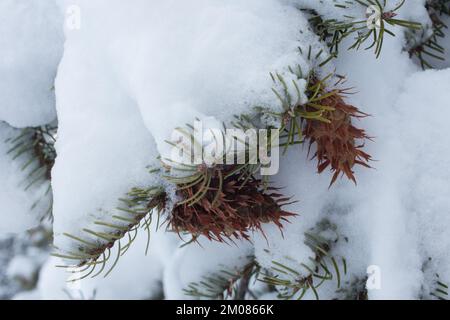Snow frosted Rocky Mountain Douglas fir tree branch with cones, Pseudotsuga menziesii var. glauca, standing alone in a field, in Troy, Montana.   King Stock Photo