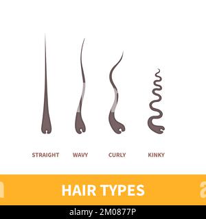 Hair types chart set of strands growth patterns Stock Vector Image & Art - Alamy Hair types chart set of strands growth patterns Stock Vector Image & Art - Alamy
