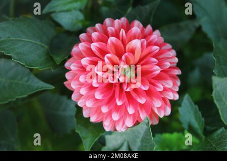 The dahlia (Dahlia), is a genus of flowering plants in the sunflower family (Asteraceae) Stock Photo