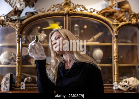 THE WEIRD AND THE WONDERFUL AT CURATED AUCTIONS Rachael Osborn-Howard holding a rare T-Rex tooth (estimared at £10,000 - £15,000), New Eltham, London. Stock Photo