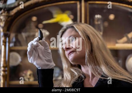 THE WEIRD AND THE WONDERFUL AT CURATED AUCTIONS Rachael Osborn-Howard holding a rare T-Rex tooth (estimared at £10,000 - £15,000), New Eltham, London. Stock Photo
