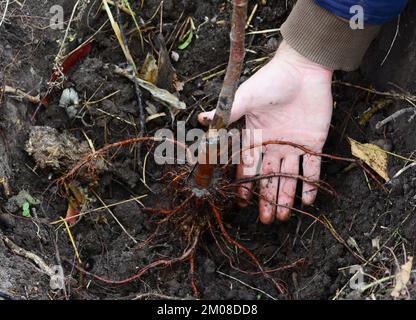 Gardener is loosening tree roots, placing a tree in a planting hole. A close-up of a fruit tree roots spread in a planting hole.  Planting  tree in th Stock Photo