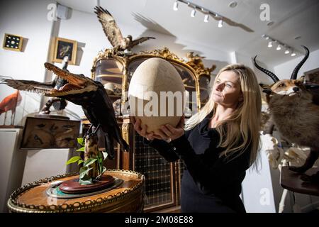 THE WEIRD AND THE WONDERFUL AT CURATED AUCTIONS. Rachael Osborn-Howard holding a rare 1000 year old Elephant Bird egg (estimated at £4,000 - £6,000). Stock Photo