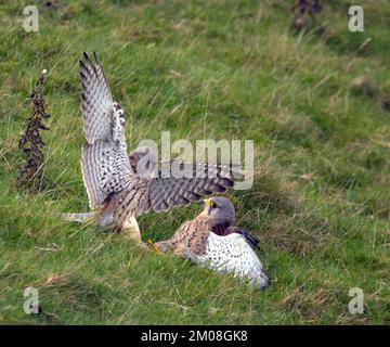 Kestrel spreads its wings. Derbyshire, UK. THIS PAIR of feisty kestrels were captured while locked in a lover?s tiff. In one of the photographs, the m Stock Photo