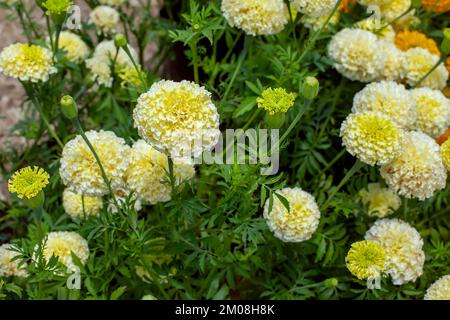 Marigold (Tagetes erecta) Marigold (Tagetes erecta Linn.) also belongs to Asteraceae family Stock Photo