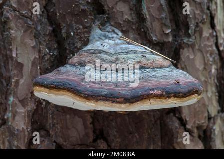 Red-edged red banded polypore (Fomitopsis pinicola), Franconia, Bavaria, Germany, Europe Stock Photo