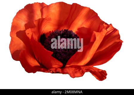 Poppy red flower isolated on a white background. Isolate inflorescence of garden poppy. Totally open flower. Stock Photo