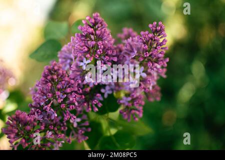 Beautiful purple lilac at sprintime on a blurry background, syringa vulgaris Stock Photo