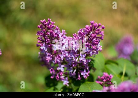Beautiful purple lilac at sprintime on a blurry background, syringa vulgaris Stock Photo