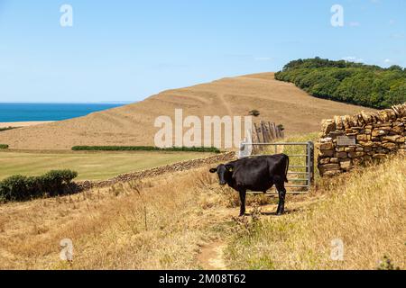 Walking the south west coast path near the village of Abbotsbury Stock Photo