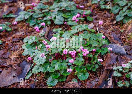 Small purple flowers of cyclamen coum with round leaves on Battleston Hill at RHS Garden, Wisley, Surrey in winter Stock Photo