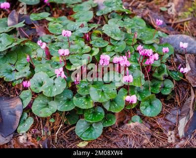 Small purple flowers of cyclamen coum with round leaves on Battleston Hill at RHS Garden, Wisley, Surrey in winter Stock Photo