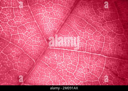 Macro photo of autumn foliage. viva magenta leaf texture background. Stock Photo