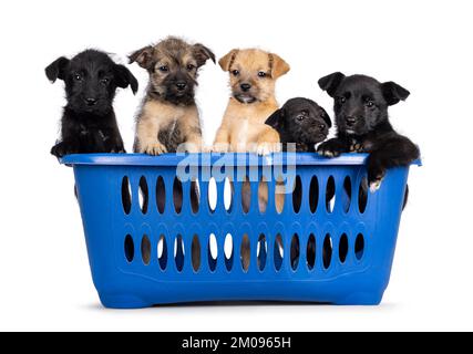 English Mastiff Laundry Basket - Brindle English Mastiff Laundry Basket - Brindle