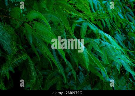 Fern leaves and buds of fern leaves with green succulent fronds macro shot fern macro view of background. Stock Photo