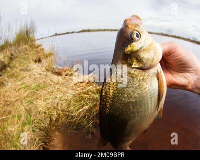 An enviable trophy of a fisherman with a fishing rod in a European river. Caspian bream (Abramis brama orientalis). The fisheye lens is used Stock Photo