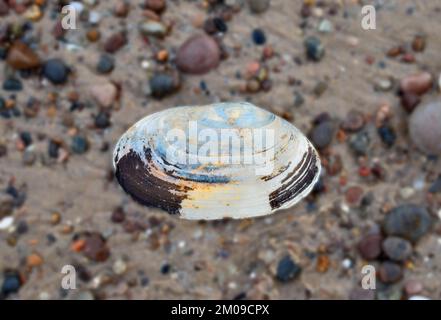 Coloured sea shell on a pebble beach Stock Photo