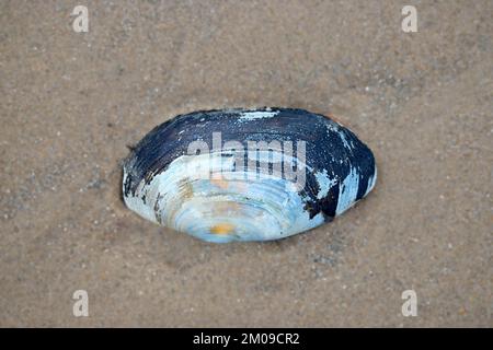 Coloured sea shell on a sandy beach Stock Photo