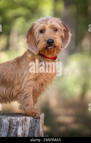 Basset Fauve de Bretagne standing tall against a tree stump and looking at the camera in the forest all happy Stock Photo