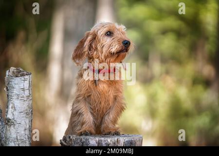 Basset Fauve de Bretagne standing tall against a tree stump and looking slightly away in the forest Stock Photo