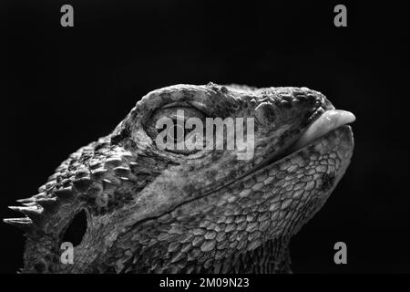 bearded dragon black and white